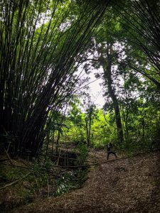 Forêt sauvage de bambous géants