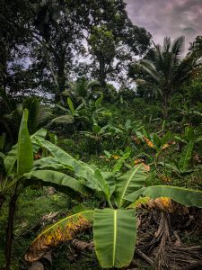 plantation de bananiers