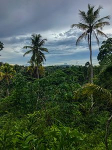 Canope d'une foret tropicale