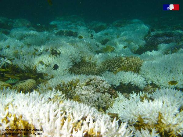 Mayotte, saison des baleines, baleines à bosse, pêche au krill, canicule sous-marine