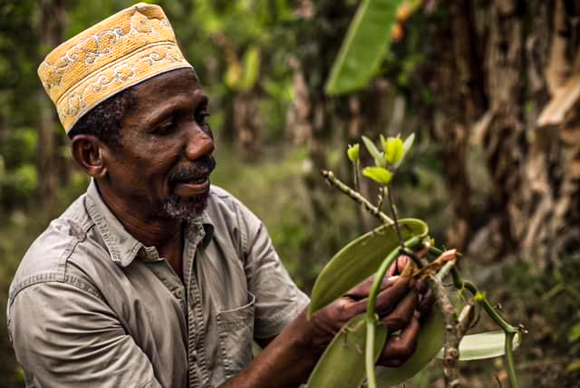 Mayotte, vanille, production,