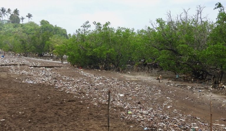 #SOSCORAIL, mangrove, Mayotte