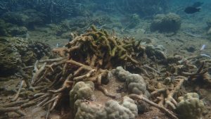 Mayotte, plongée, cyclone, Chido, lagon, tombant, corail, 