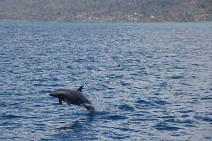 Mayotte, plongée, cyclone, Chido, lagon, tombant, dauphin, 