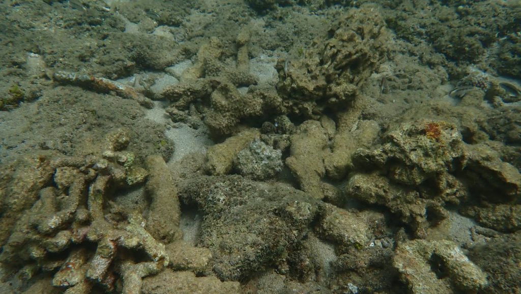 Mayotte, plongée, cyclone, Chido, lagon, tombant,
