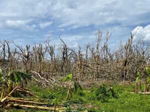 Mayotte, nature dévastée, Cyclone Chido, environnement, arbres cassés, dégâts, 