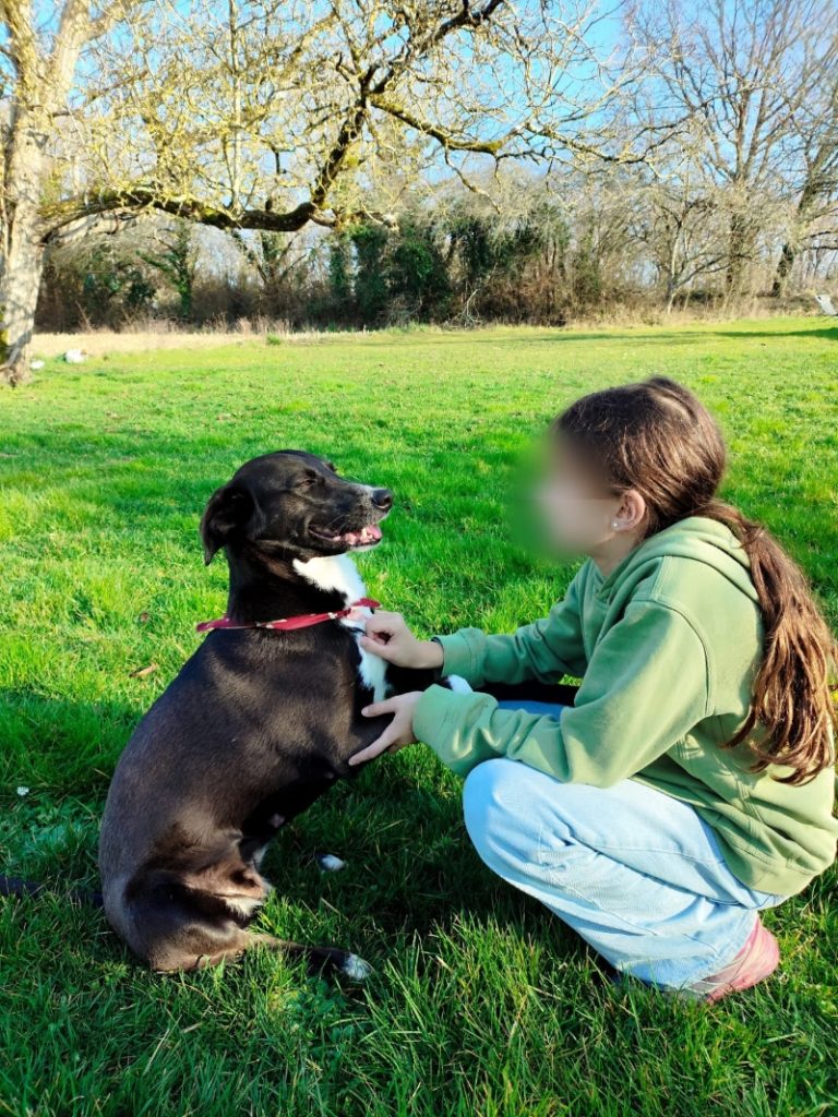 Arche d'Hélios, association, chien, chat, sauvetage, Mayotte