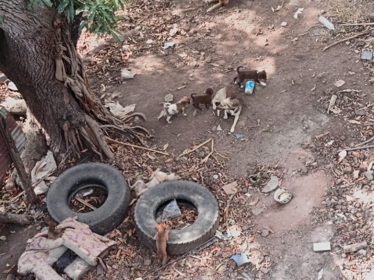 Arche d'Hélios, association, chien, chat, sauvetage, Mayotte