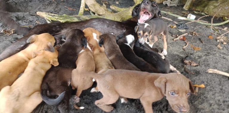 Arche d'Hélios, association, chien, chat, sauvetage, Mayotte