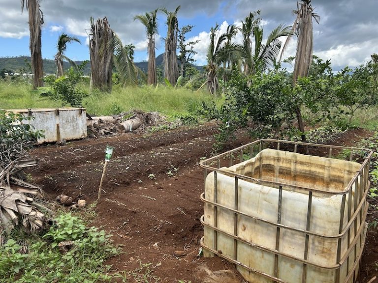 Mayotte, agriculture, alimentation, importations,