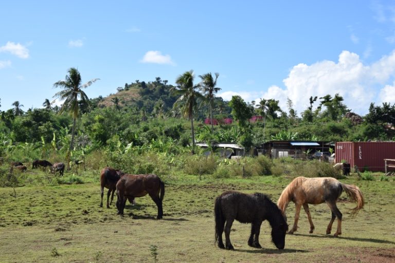 Centre équestre, Hajangoua, musada, Chido, chevaux, Mayotte