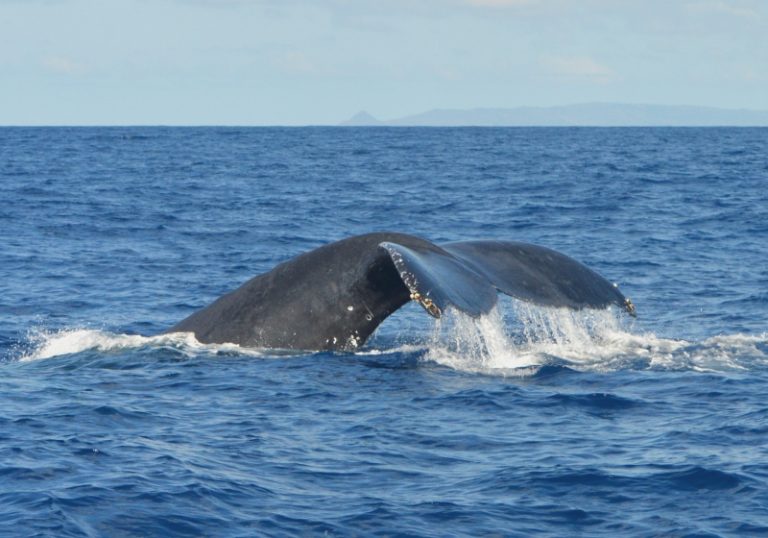 Ceta'Maore, préservation, écosystèmes, lagon, mammifères, Mayotte