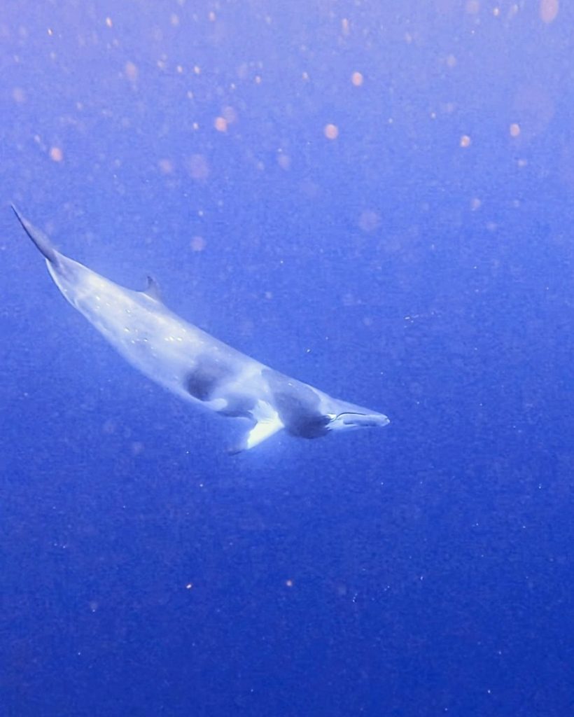 Baleine de Minke naine, mammifère, baleine, Mayotte