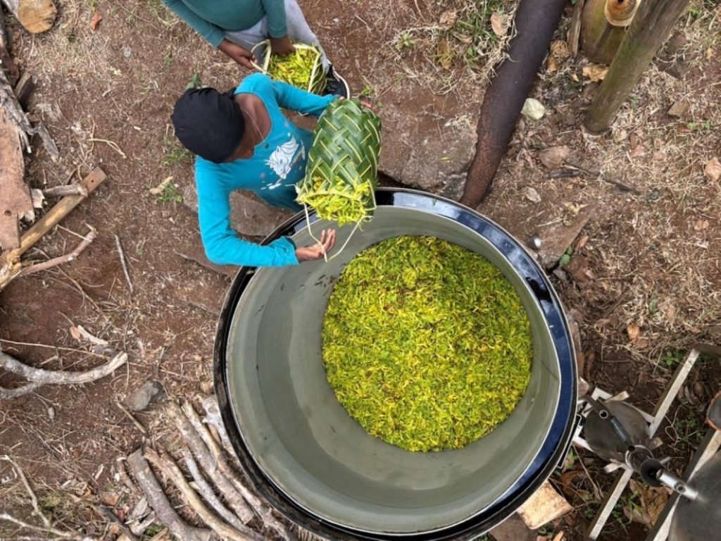 Jardin d'Imany, visite, tourisme, exploitation agricole, ylang ylang, Mayotte