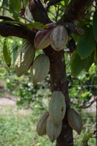 Cacao, café, Banga au chocolat, Café Cacao Maoré, Mayotte