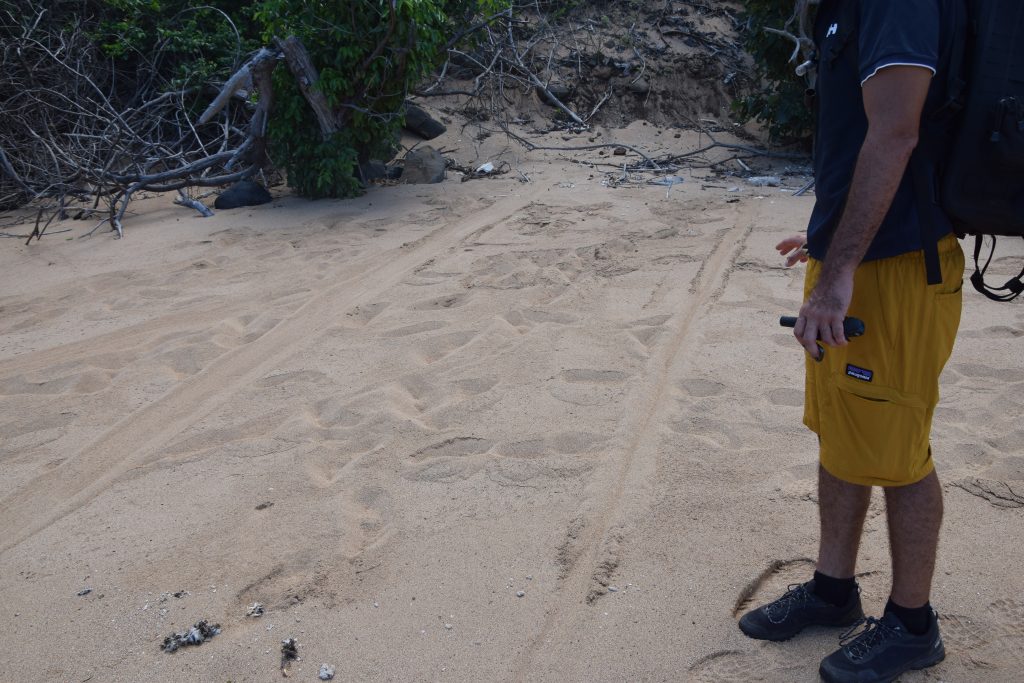Braconnage, Oulanga Na Nyamba, tortues marines, Chido, Mayotte