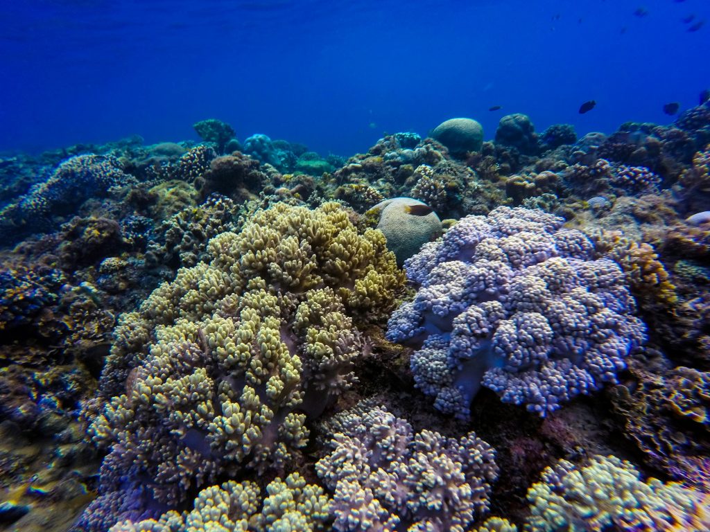 Mayotte, lagon, corail, 