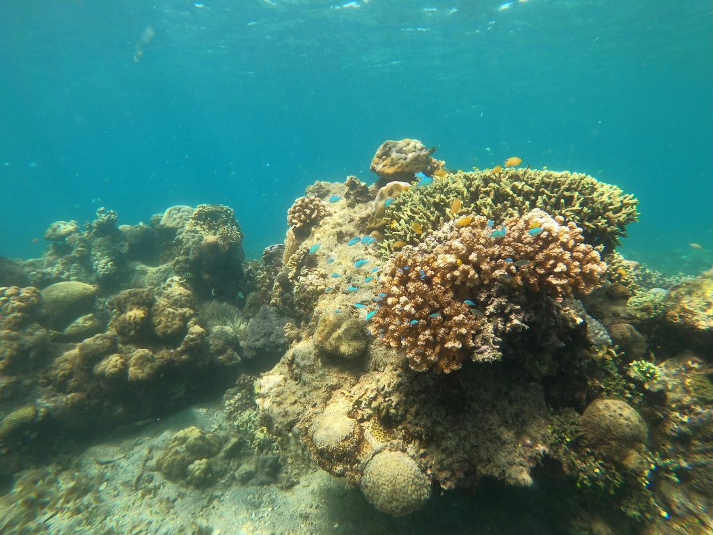 Mayotte, corail, lagon,