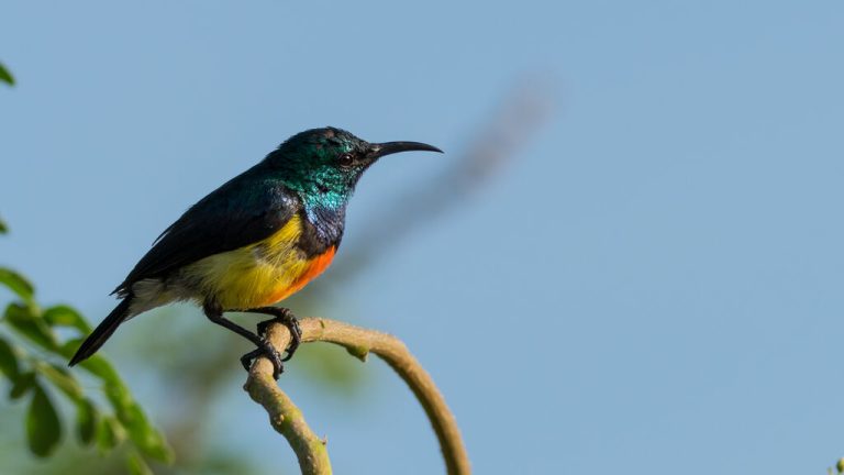 Mayotte, Souimanga de Mayotte, oiseau, 