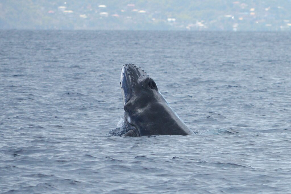 Mayotte, baleine à bosse,