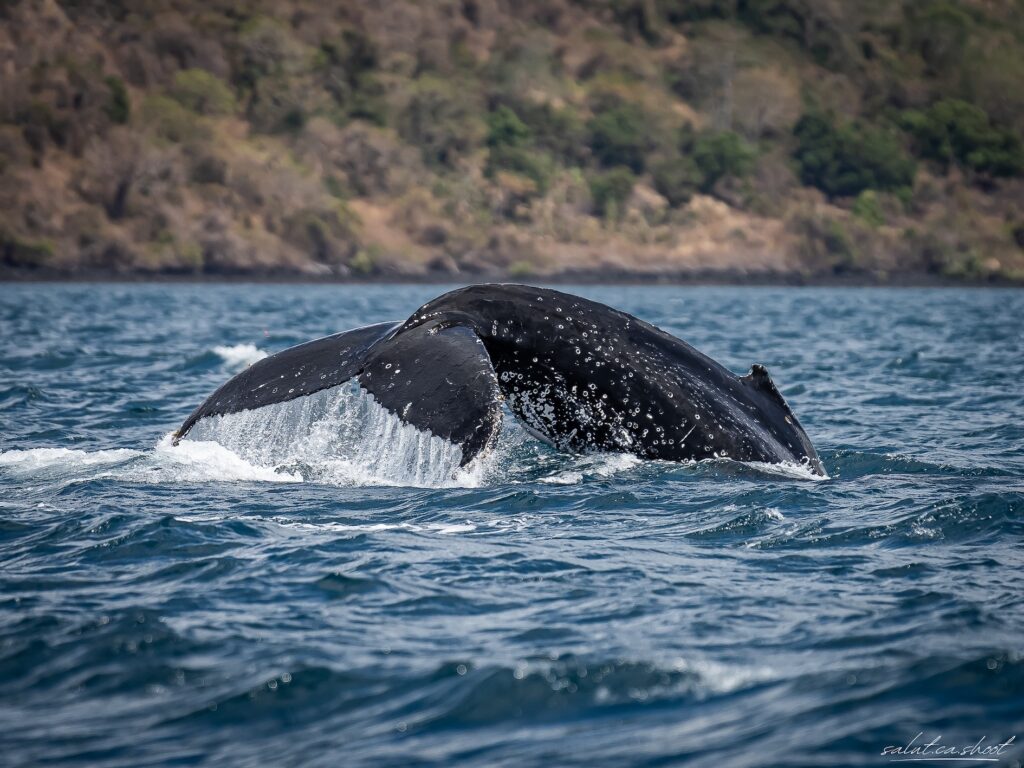 Mayotte, baleine à bosse, 