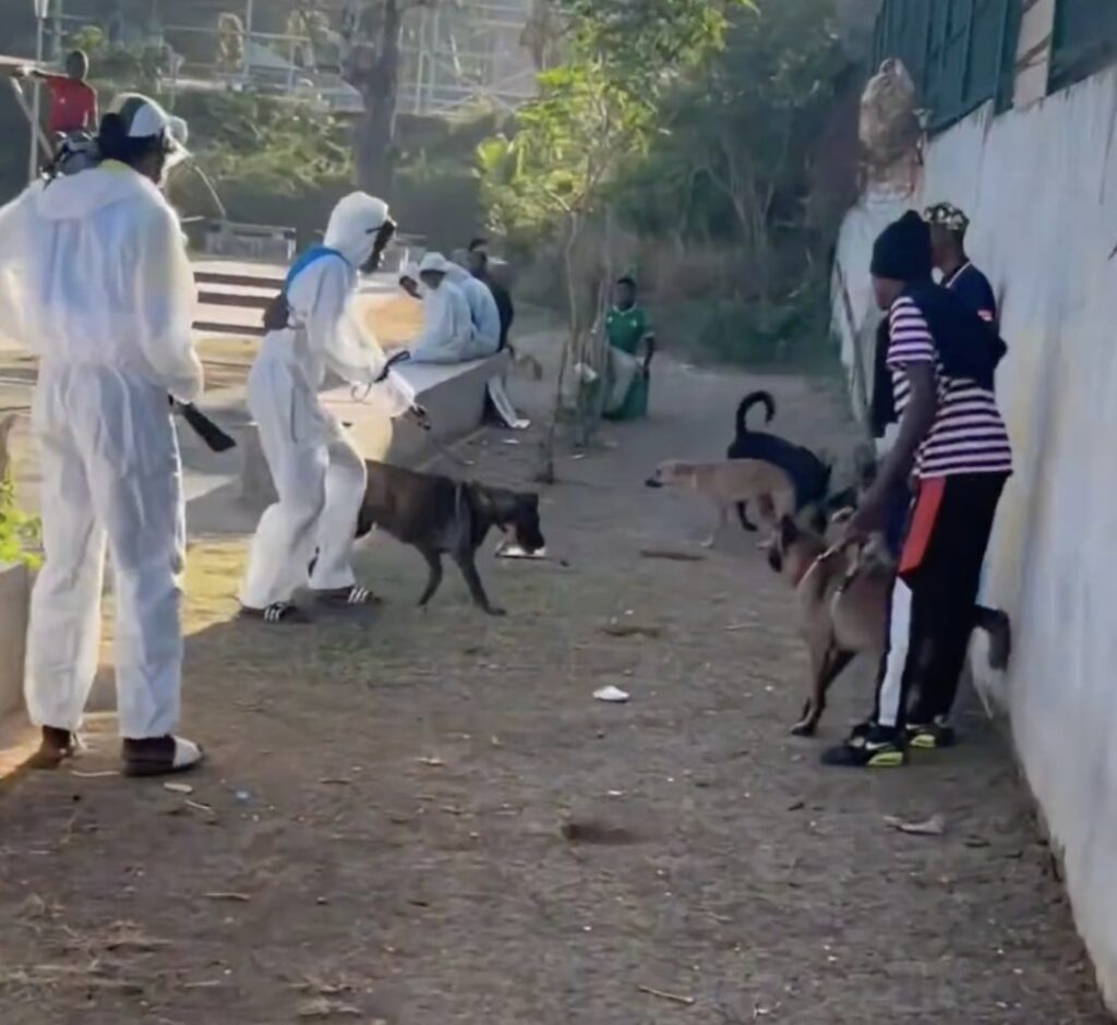 Mayotte, délinquants, dakous, chiens, Kawéni,