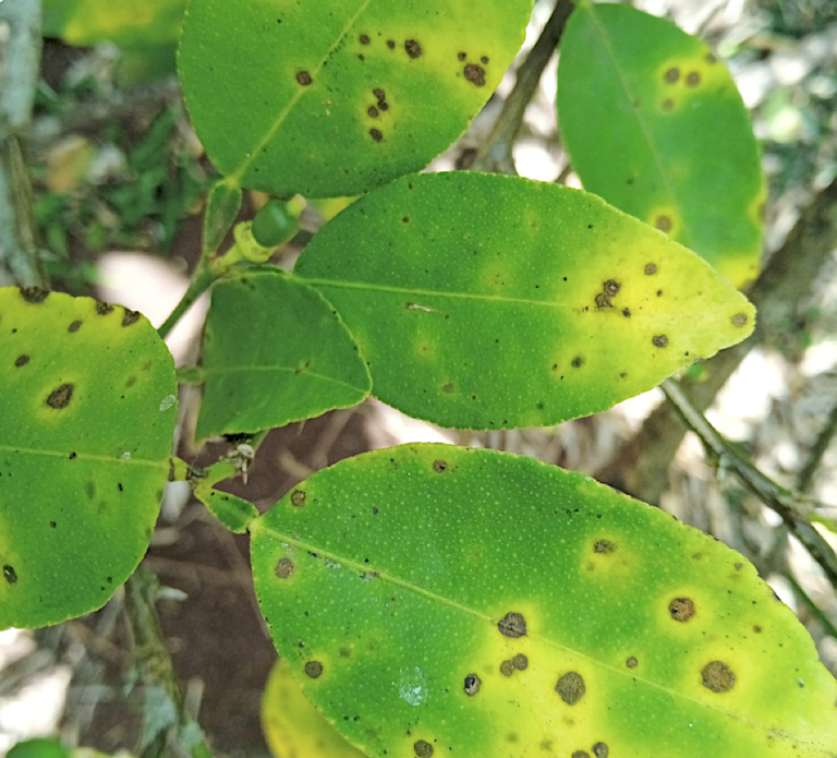 Mayotte, agrume, plant, agriculture, production, fruits, RITA, Cirad,