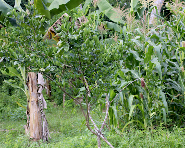 Mayotte, agrume, plant, agriculture, production, fruits, RITA, Cirad,