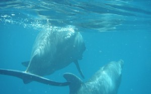 Dauphins dans le lagon de Mayotte