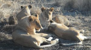 MADIKWE LIONNES