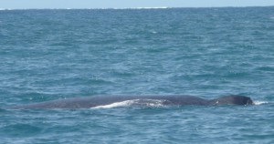 Baleine 1
