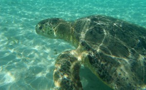 tortues