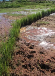Plantation d'une haie de vétiver pour maintenir les sols (crédits photo : plantation Bemasoandro)