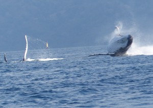 Baleines sauts et nageoires