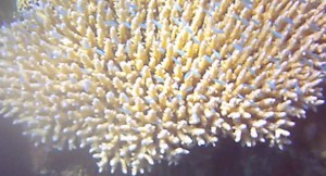Corail et poissons