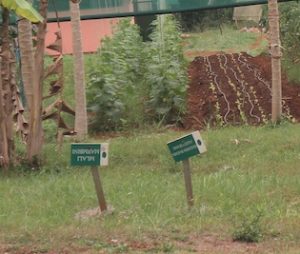 Agriculture