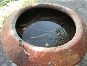 Les pots de fleurs, un gîte idéal pour les moustiques 