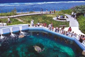 L'aquarium de Kélonia à Saint-Leu. Un événement qui permet de rappeler nos responsabilités individuelles pour protéger la nature