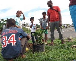 Des explications sur les arbres pour les petits