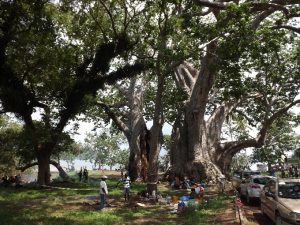 Sous les baobabs de Musical Plage