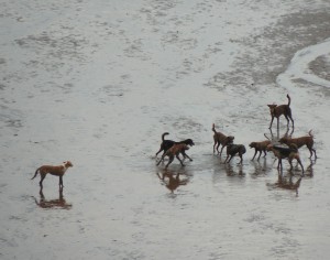 Des chiens errants sur une plage de Mayotte