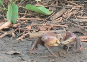 Crabes de mangrove