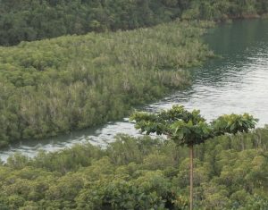 Mangrove