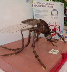 Moustique et maladies: une exposition à Mayotte début 2015