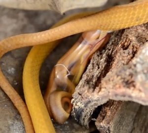 Sortie du petit serpent©Naturalistes