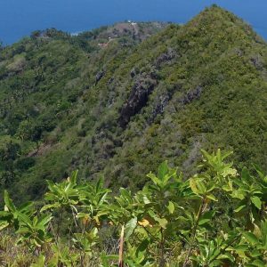 Préservation de la forêt par l'ONF