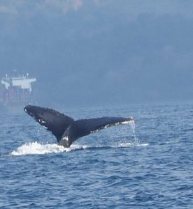 L'approche régulée des mammifères marins, une réussite du Parc