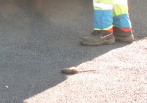 Ramassage des poubelles au milieu des rats