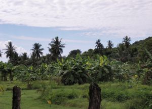 Des terrains agricoles qui deviennent une urgence