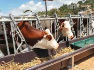 Les Montbelliardes lors de la Foire agricole de 2011 à Mayotte